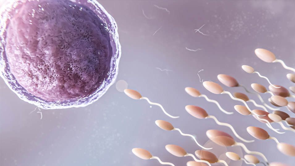 sperm-hazirlama-teknikleri